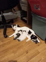 mama cat and her three babies in Fort Polk, Louisiana