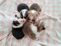 Pembroke Welsh corgi pups in Camp Pendleton, California