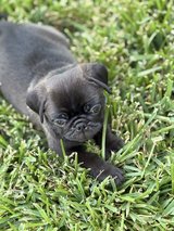 Pug puppies in Conroe, Texas