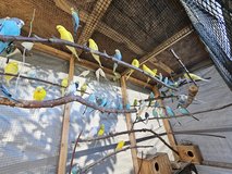 Parakeets For sale in Warner Robins, Georgia