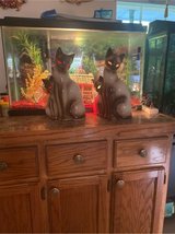two cats in Leesville, Louisiana