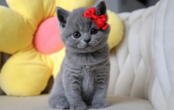 Quality GCCF British Shorthair Kittens in Okinawa, Japan