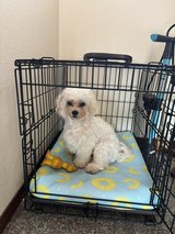 Dog crate & shoulder bag in Okinawa, Japan
