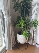 Live mystery plant in Okinawa, Japan