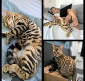 Purebred Bengal Cat – 9 Months Old in Ramstein, Germany