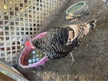 Narragansett Tom  Turkey 7 months old in Beaufort, South Carolina