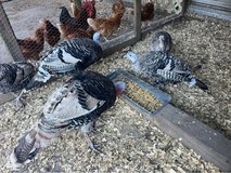 4 Narragansett Turkeys (1 Tom, 3 hens) in Beaufort, South Carolina
