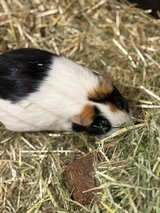 Free Guinea Pig ! in Stuttgart, GE