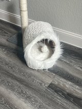 Small Pet Bed in Converse, Texas