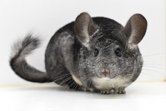 4-5 Year Old Standard Grey Female Chinchilla up for Adoption -- "Murmur" in Indianapolis, Indiana