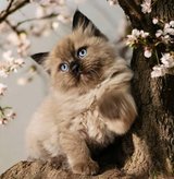 Looking for Ragdoll kitten in Leesville, Louisiana