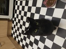 Samson in Lakenheath, UK