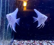 Angel Fish and lot Otter fish, snails and accessories in Ramstein, Germany