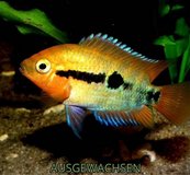 Rainbow chichlid in Ramstein, Germany