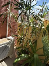 Plants in Okinawa, Japan