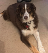 Male Australian Shepherd in Rolla, Missouri