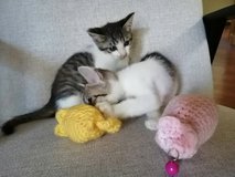 Kittens available for adoption in Okinawa, Japan