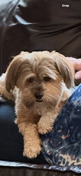 5 y.o. Male Shih Tzu. in Leesville, Louisiana