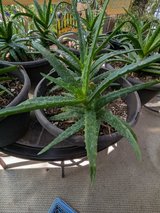Aloe Vera Plants in Alamogordo, New Mexico