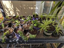 Baby Elephants Trunk & Spider Plants in Alamogordo, New Mexico