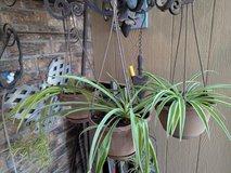 Spider Plants in Alamogordo, New Mexico