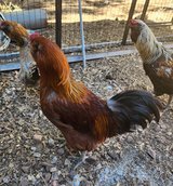 Roosters in Ruidoso, New Mexico