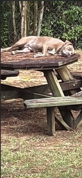 Meet Zita! A mixed breed in Alexandria, Louisiana