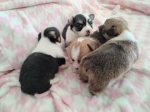 Pembroke Welsh corgi pups in Camp Pendleton, California