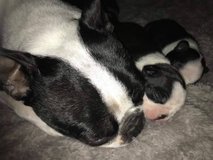 boston terrier for adoption in Birmingham, Alabama