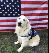 AFFORDABLE SERVICE DOG TRAINING in Camp Lejeune, North Carolina