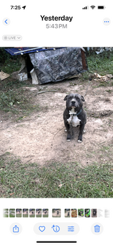 Purebred male pitbull in Fort Polk, Louisiana