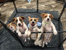 Corgi Terrier mix puppies in Lufkin, Texas