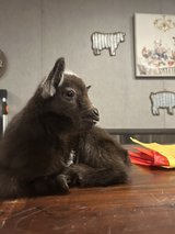 Buckling babies in Lufkin, Texas