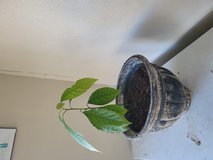 Avocado plant in 29 Palms, California