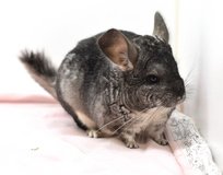 Adult Standard Grey Female Chinchilla up for Adoption -- "Salty" in Indianapolis, Indiana