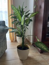 Beautiful houseplant in Ramstein, Germany