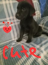 Black Lab puppy in Fort Polk, Louisiana