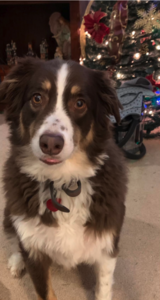 Australian Shepherd in Fort Leonard Wood, Missouri