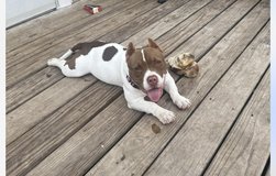 Female micro bully in Fort Campbell, Kentucky