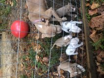 Full blooded pitbull puppies in Leesville, Louisiana