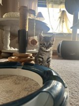 kitten in Ramstein, Germany