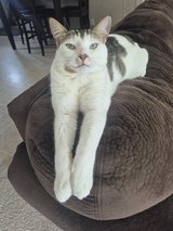 Sweet Cat in Warner Robins, Georgia