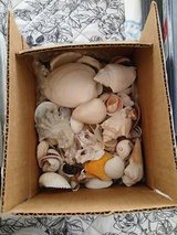 Seashells in Alamogordo, New Mexico