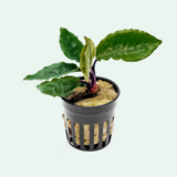 Fresh Premium Aquarium Plants in Chicago, Illinois