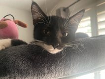 Rescued Kittens in Kingwood, Texas