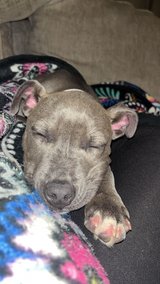 Blue pit puppy in Fort Polk, Louisiana