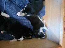 Siberian husky mix puppies in Alamogordo, New Mexico