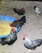 FREE ROOSTERS (Young Barnyard Mix) in Fort Polk, Louisiana