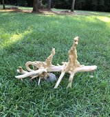 Cypress Knee Sculpture in Fort Polk, Louisiana