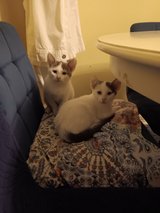 The last 4 kittens need a home, not a cage in Leesville, Louisiana